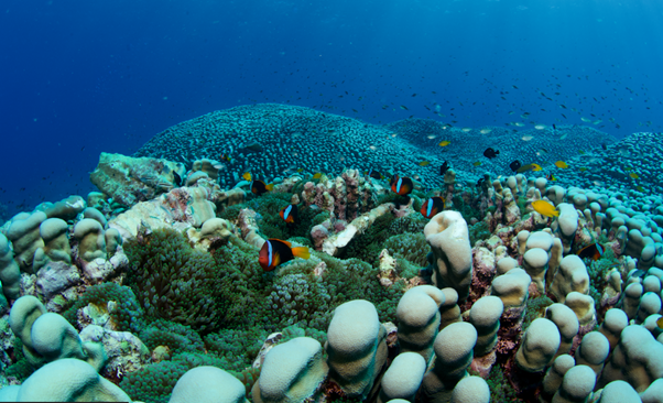 Many fish depend on corals to make their home, and for some this giant colony serves that very well.